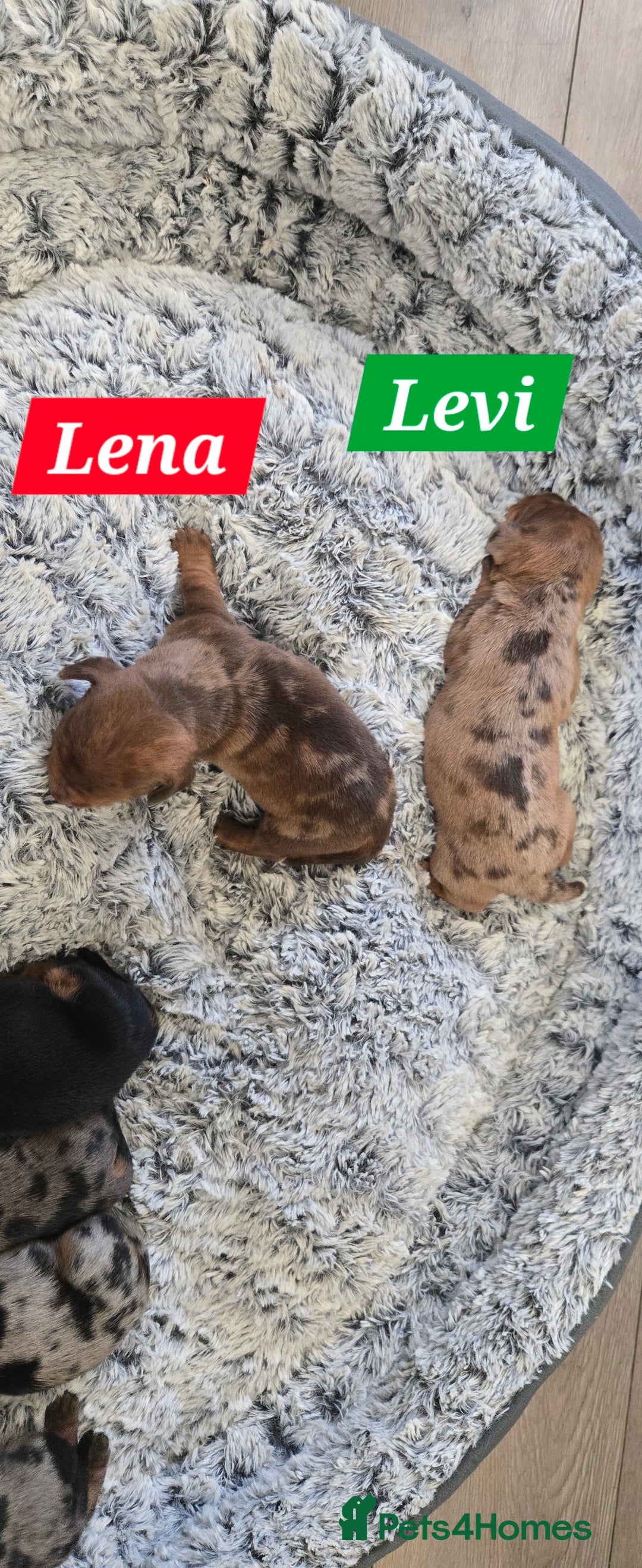 Dachshund dogs for sale: Beautiful Dapple Dachunds - Image 8