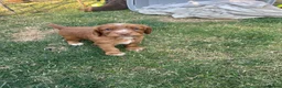 Cocker Spaniel dogs for sale: working cocker spaniels  - Advert 18