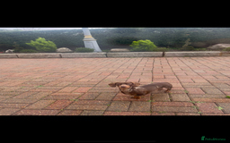 Miniature Dachshund dogs for sale: Miniature dachshund puppies  - Image 13