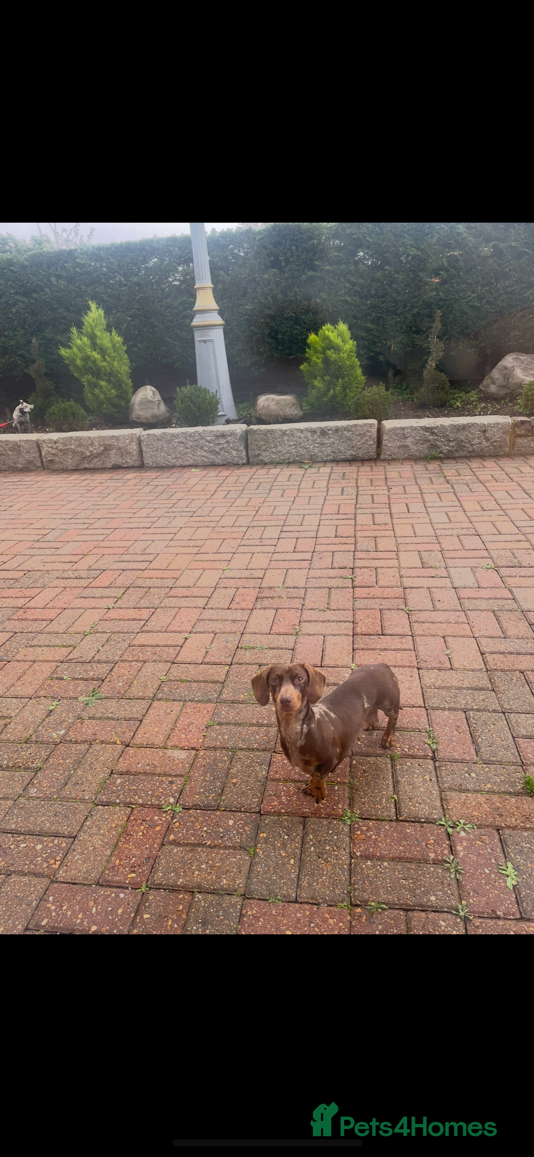 Miniature Dachshund dogs for sale: Miniature dachshund puppies  - Image 13