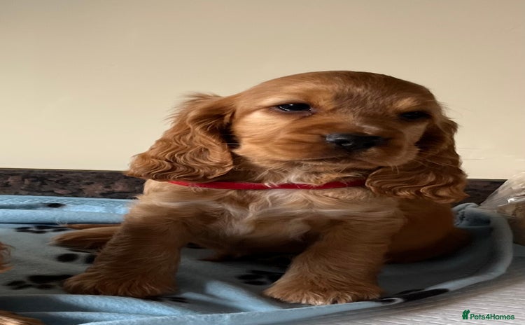 Cocker Spaniel dogs - Advert 15