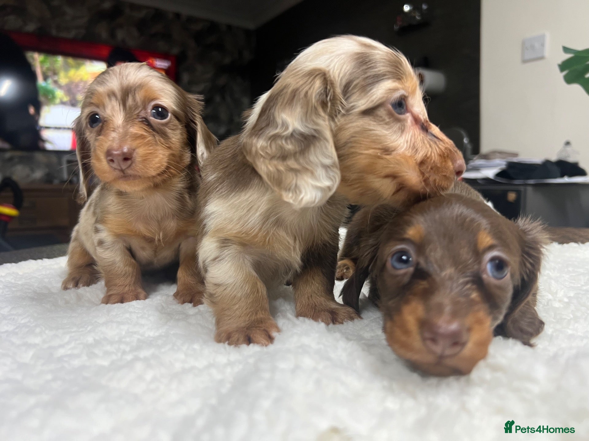 Miniature Dachshund dogs for sale: Tiny KC Longhair Dachshunds  Chocolate & Dapple - Advert 2