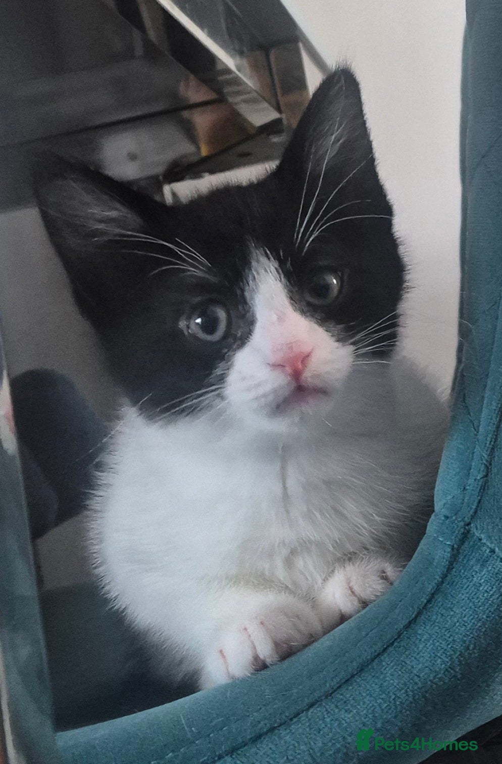 Mixed Breed cats Kitten ready to go  - Advert 4