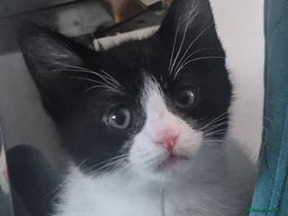Mixed Breed cats Kitten ready to go - Advert 4