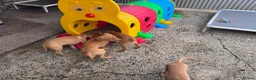 Labrador Retriever dogs for sale: Labrador puppies KC Fully health tested parents  - Advert 11