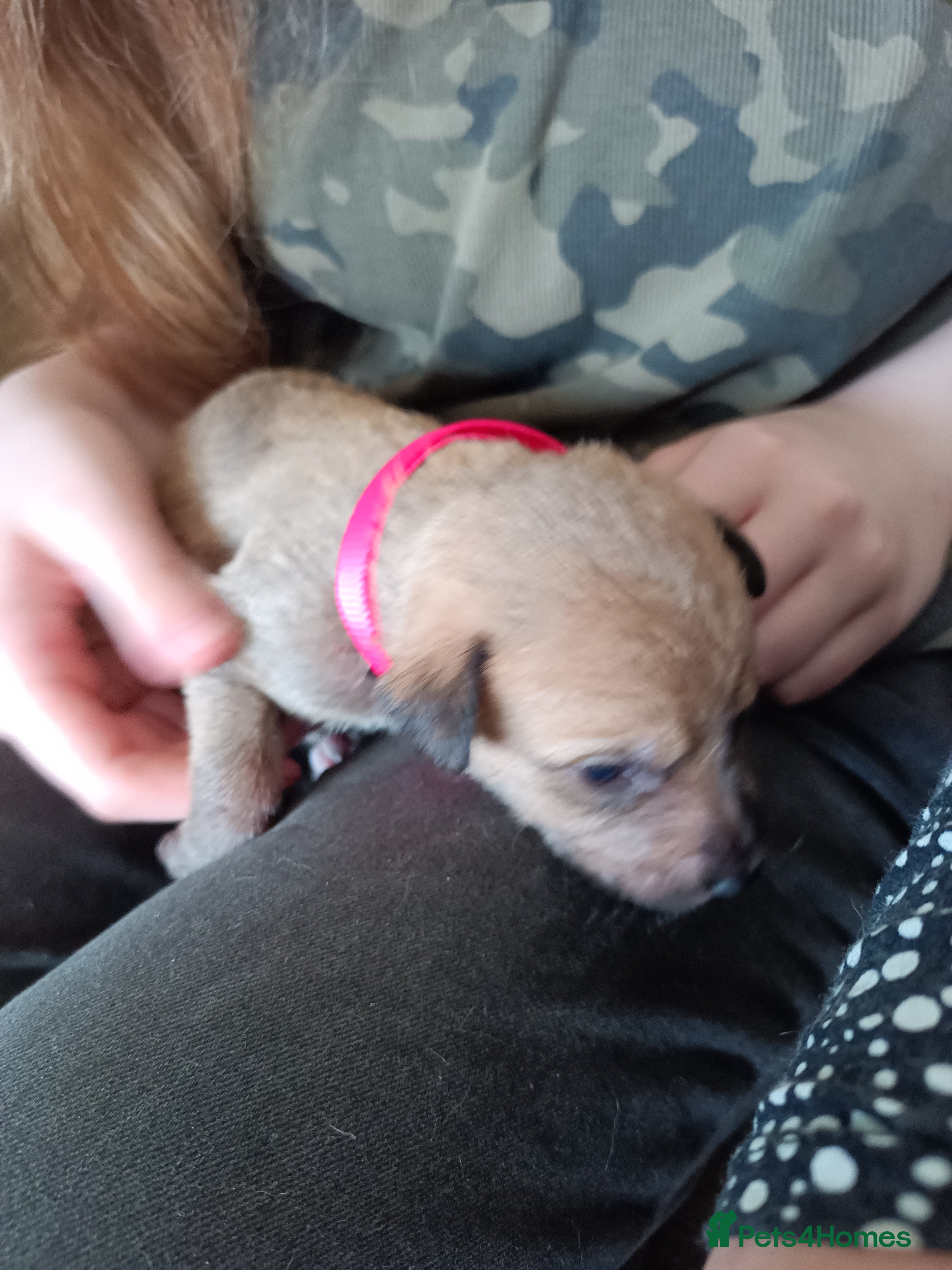 Lurcher dogs for sale: 10 Outstanding Lurcher Puppies in Conwy - Advert 5