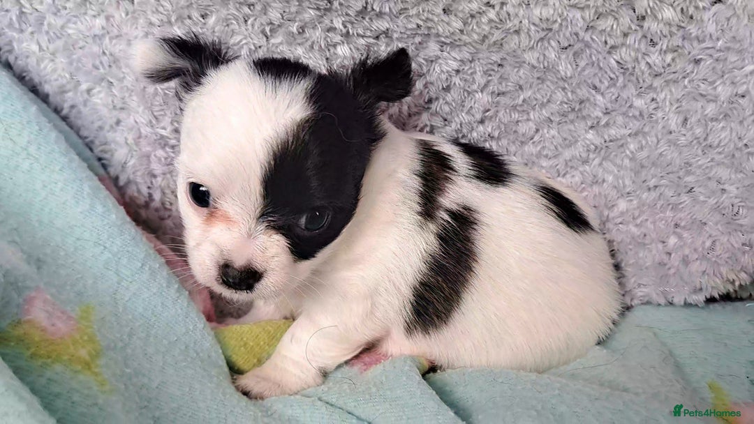 Chihuahua dogs for sale: Long Coat Chihuahua puppies - Image 8