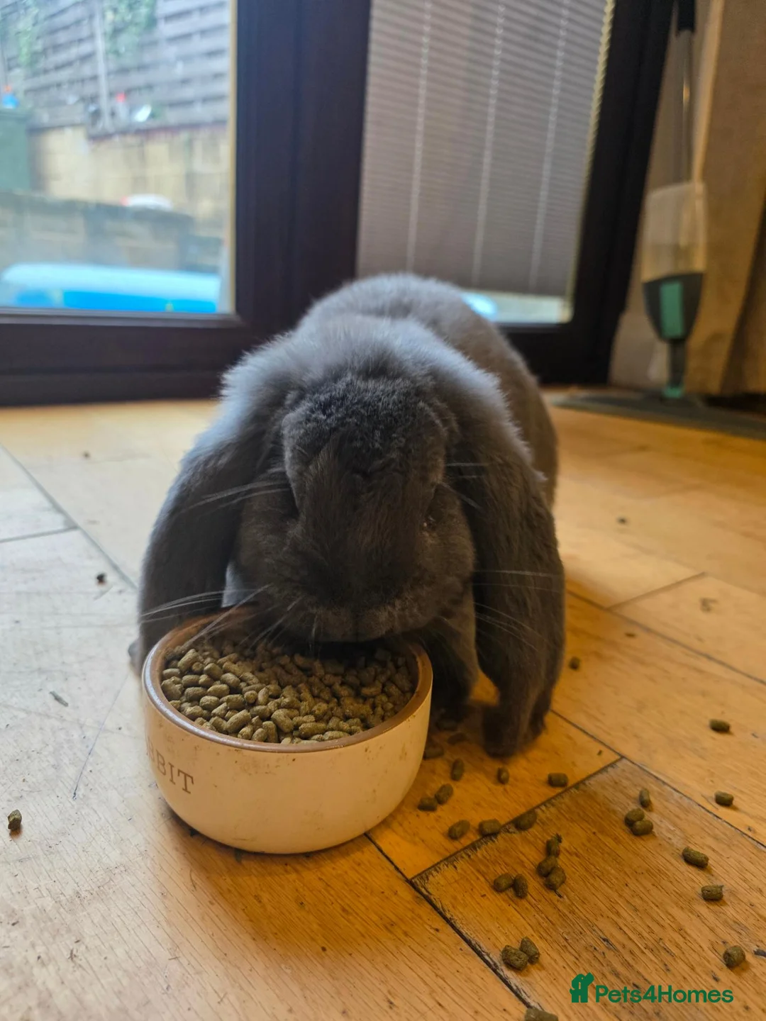 French Lop rabbits for sale: Beauitful blue french lop / white mini lop  in Cleckheaton - Advert 1