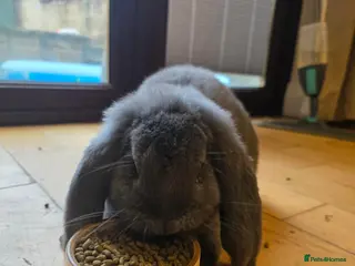 French Lop rabbits Beauitful blue french lop / white mini lop - Advert 12