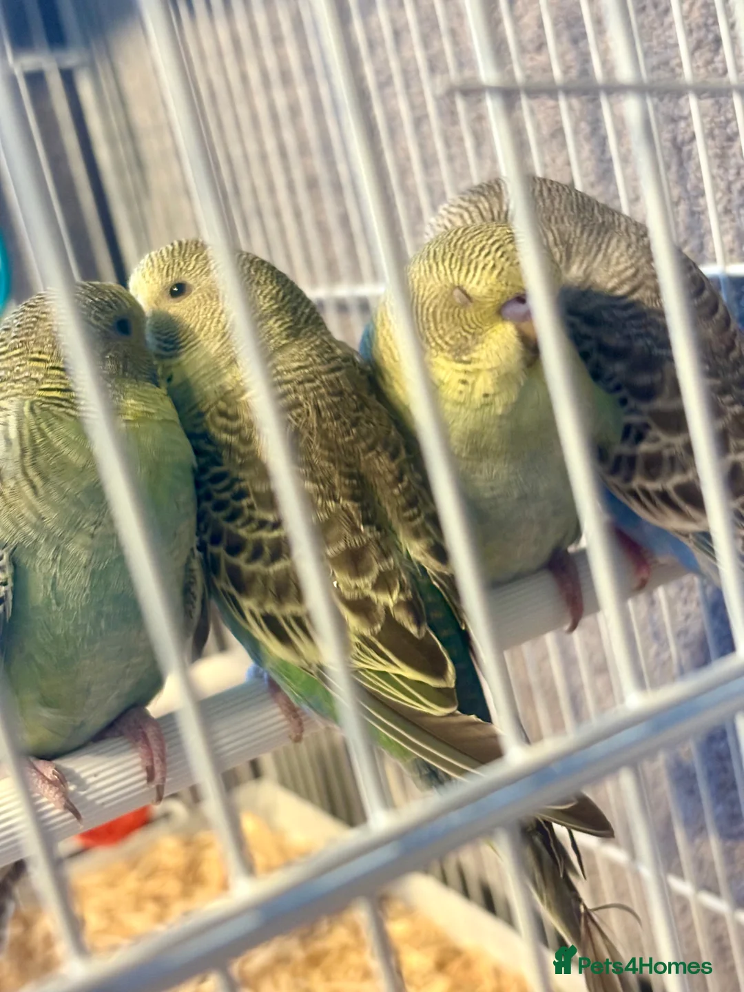 Budgerigars birds for sale: Beautiful Baby Budgies now available  - Advert 6