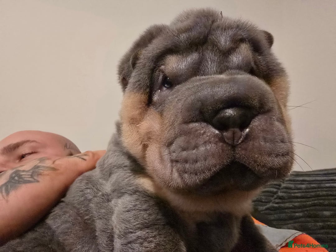 Shar Pei dogs for sale: Beautiful litter of Shar Pei puppies!  - Advert 32
