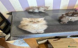 Persian cats for sale: Persian kitten ready to go - Image 19