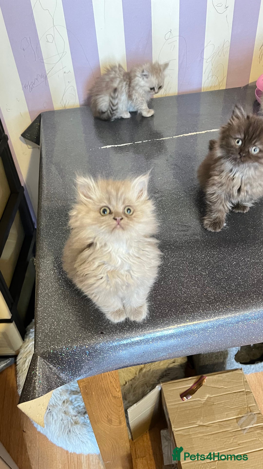 Persian cats for sale: Persian kitten ready to go - Image 19