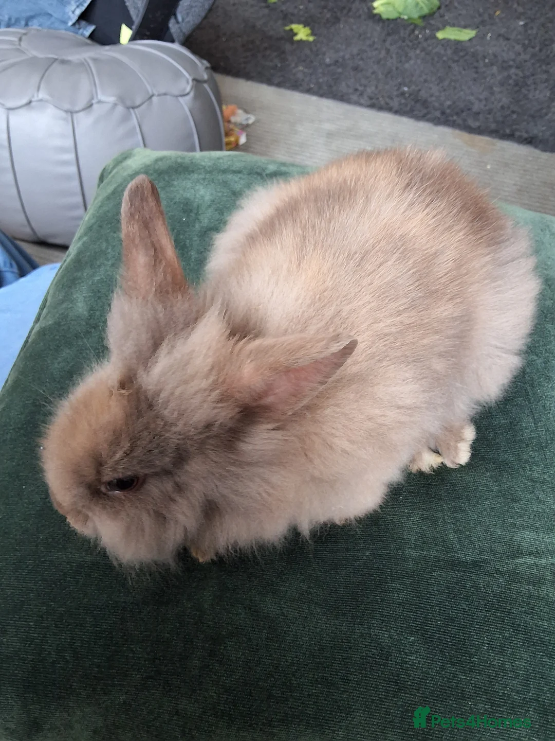 Lionhead rabbits for sale: 6 bunnies - Advert 1