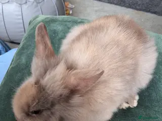 Lionhead rabbits 6 bunnies - Advert 2