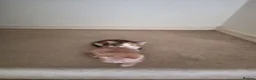 Mixed Breed cats for sale: Kittens - Advert 2