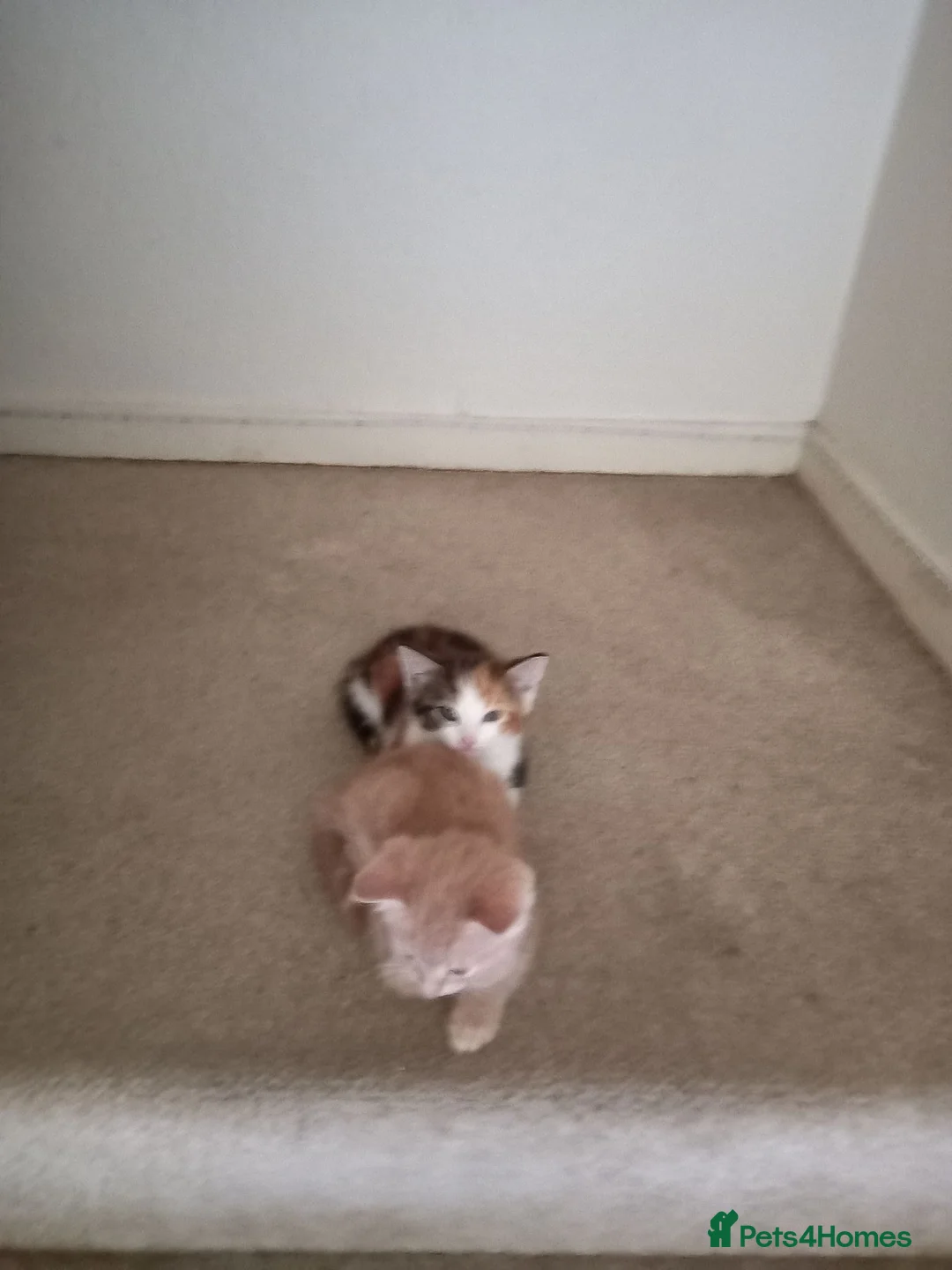 Mixed Breed cats for sale: Kittens - Advert 2