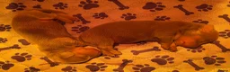Miniature Dachshund dogs for sale: KC Reg Miniature Dachshund Puppies For Sale in Hove - Advert 7