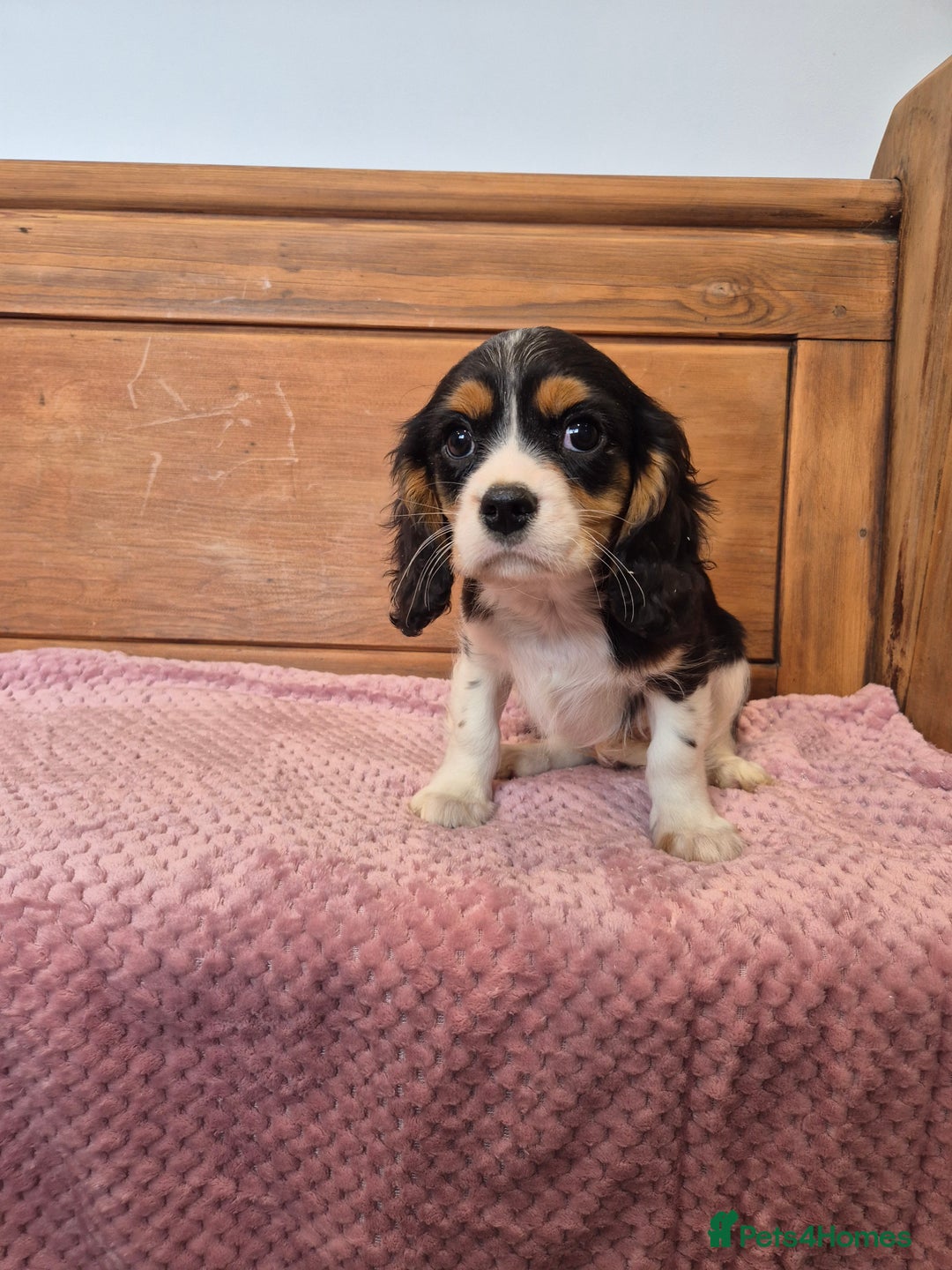 Cavalier King Charles Spaniel dogs for sale: Cavalier King Charles Spaniels - Image 11
