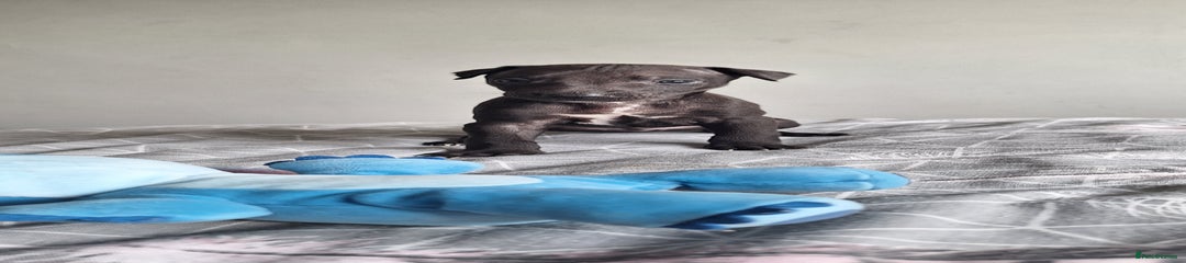 Whippet Puppy 5