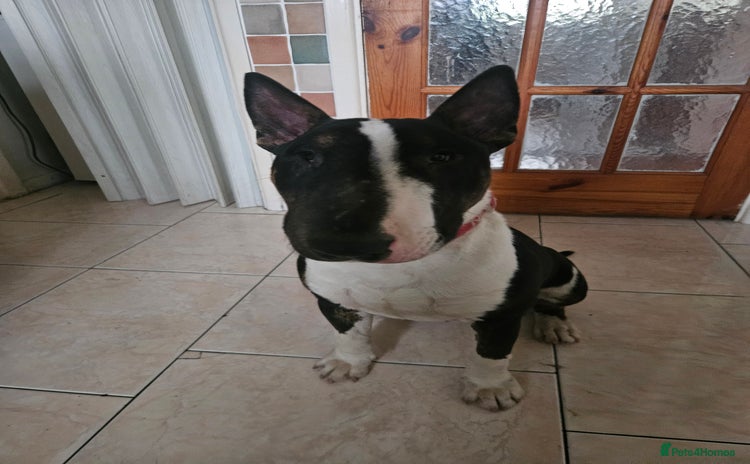 English Bull Terrier dogs - Advert 1