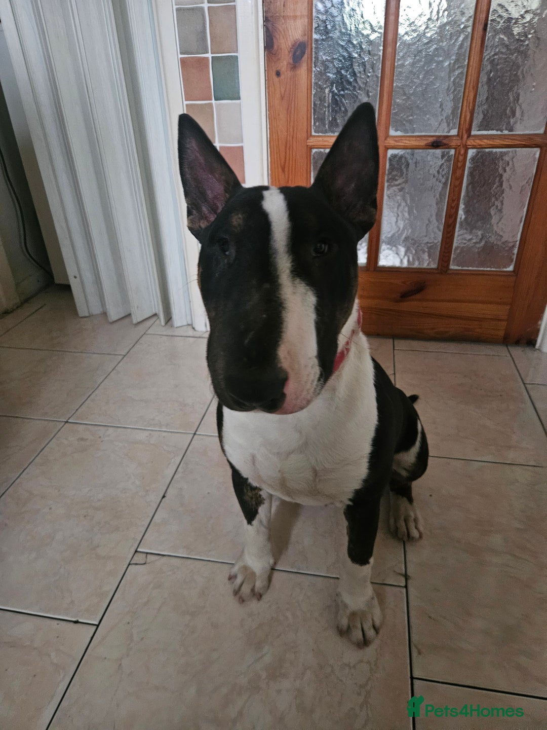 English Bull Terrier dogs for sale: 8 1/2 months old - Image 1