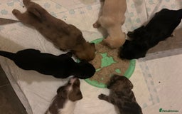 Miniature Dachshund dogs for sale: Miniature dachshunds  - Image 8