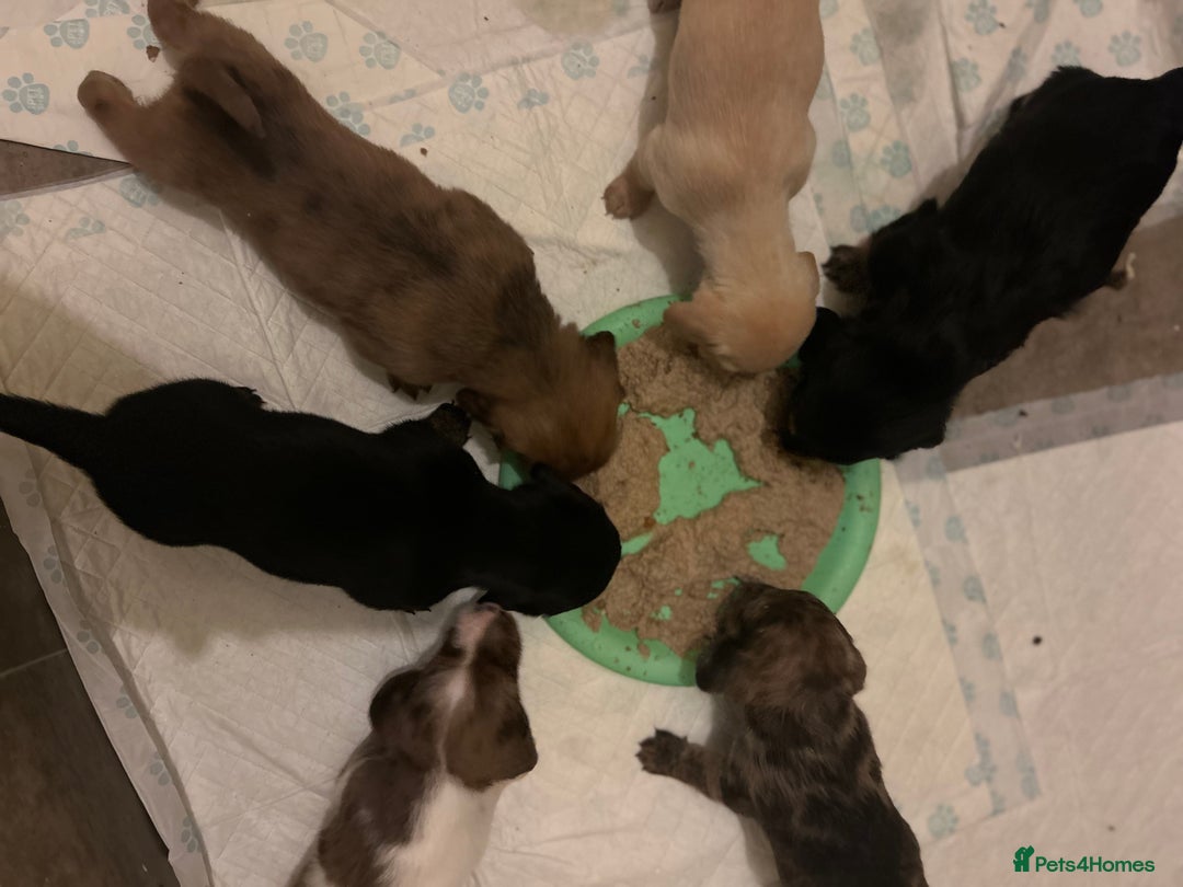 Miniature Dachshund dogs for sale: Miniature dachshunds  - Image 8