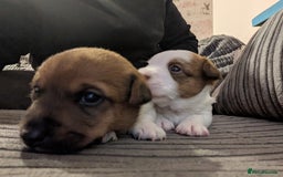 Jackapoo dogs for sale: Jackapoo pups - Image 1