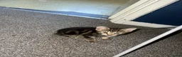 Domestic Shorthair cats for sale: 9 Gorgeous Kittens – Tabby, Ginger & Tortoiseshell - Advert 12
