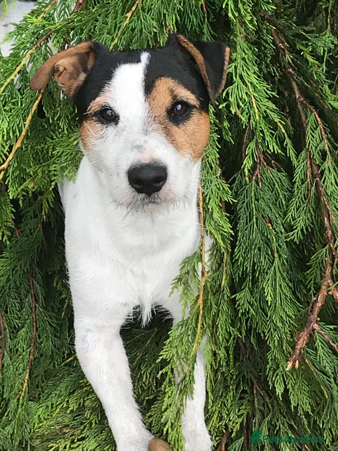 Jack Russell dogs for sale: Two Jack Russell’s can be separated  - Advert 3