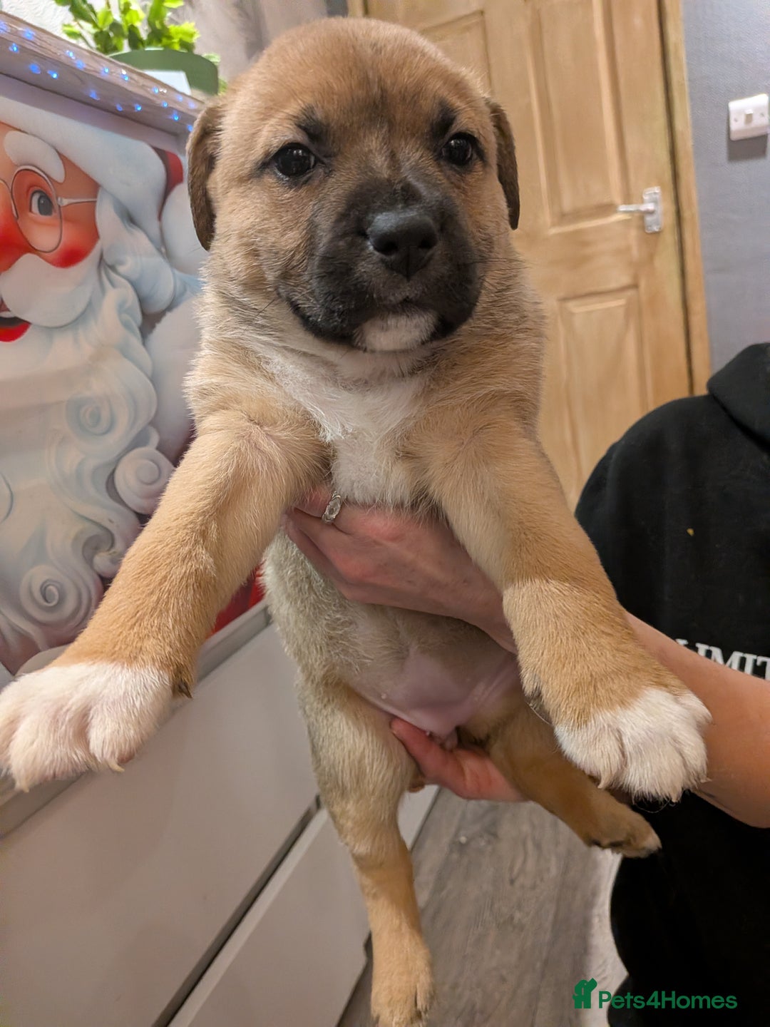 Mixed Breed dogs for sale: MixedBreed Mum Bullboxer Dad-King German Shepherd  - Advert 5
