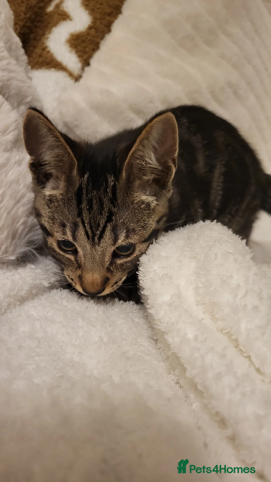 Mixed Breed cats for sale: Kittens READY NOW - Advert 24