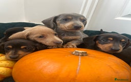 Dachshund dogs for sale: 6 beautiful dachshund puppies  - Image 3