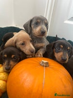 Dachshund dogs - Advert 1