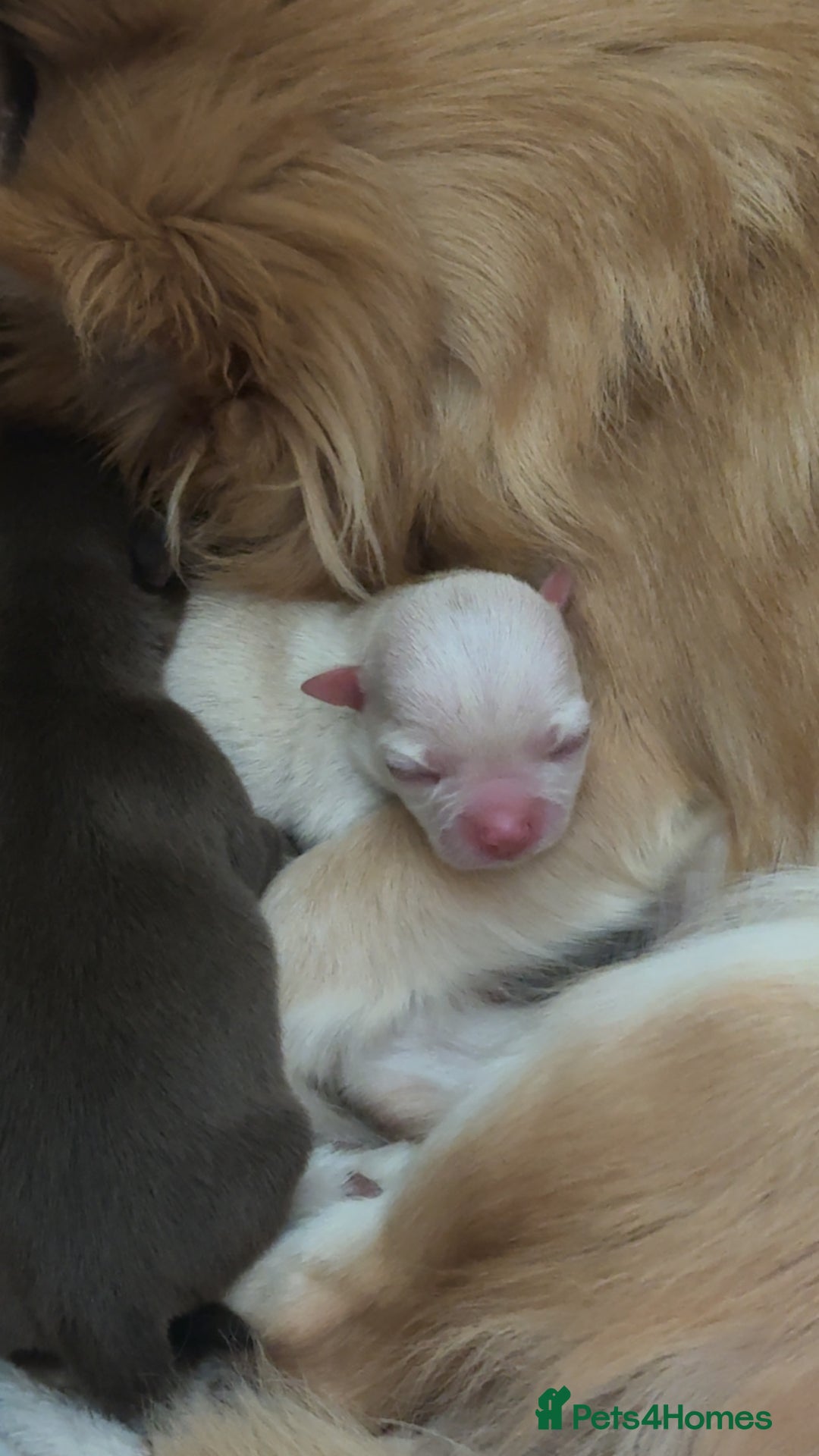 Chihuahua dogs for sale: Beautiful Cream & chocolate tan Chihuahuas! - Advert 2