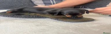 Dachshund 3