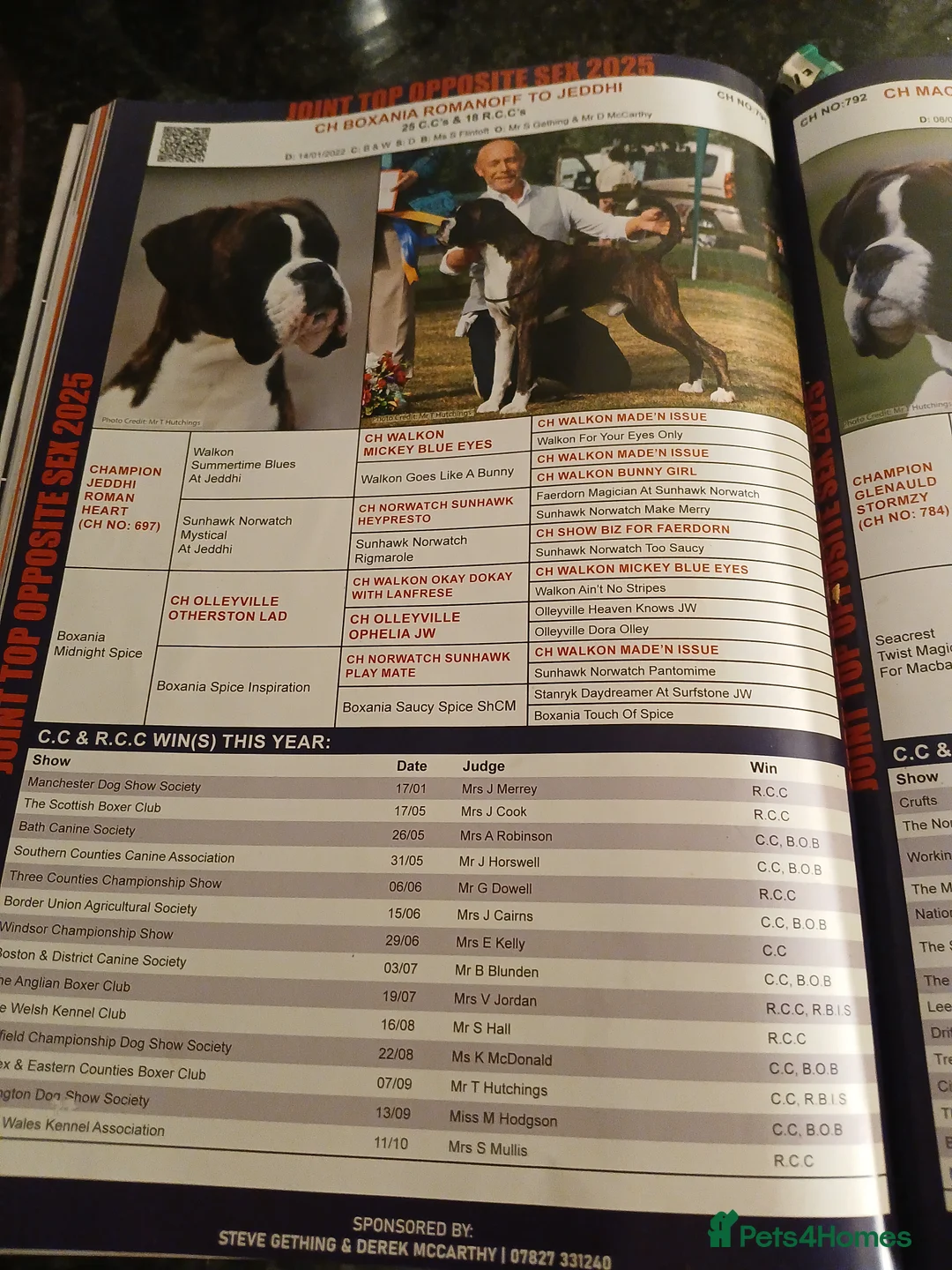 Boxer dogs for sale: champion sired boxer pups  - Advert 9