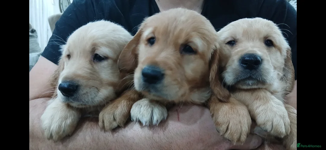 Golden Retriever dogs for sale: Chunky KC registered golden retrievers  - Advert 10