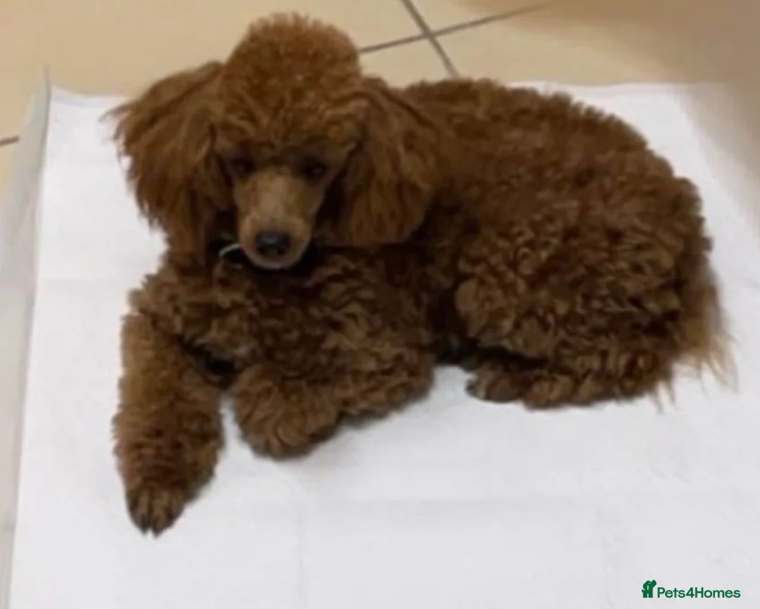 Toy Poodle dogs for sale: Toy Poodle Puppies  in Yarm - Advert 8