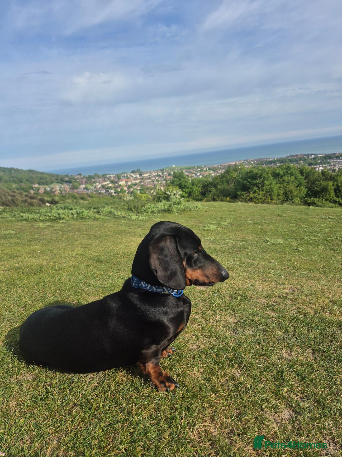 Dachshund dogs Rogger the super sprem dachshund  - Advert 11