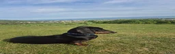 Dachshund dogs for stud: Rogger the super sprem dachshund  in Folkestone - Advert 1