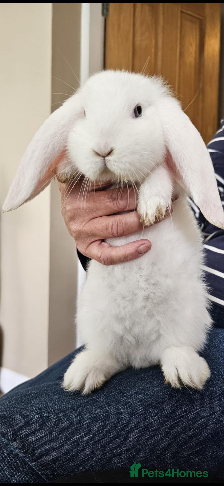 French Lop rabbits French lops 1 x doe 1 x Buck - Advert 4