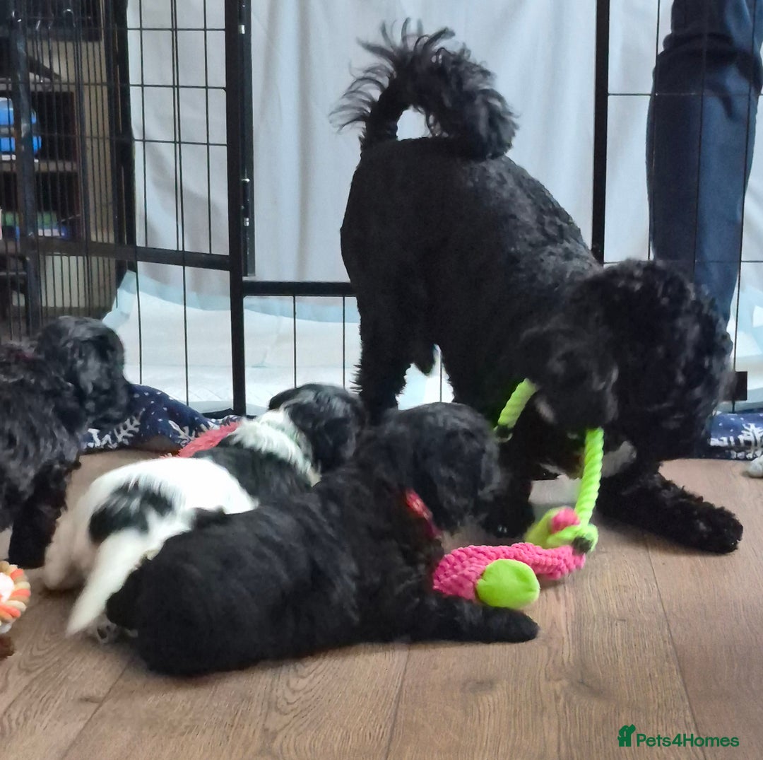 Mixed Breed dogs for sale: Last girl left. Ready to leave now 🥰 - Advert 11