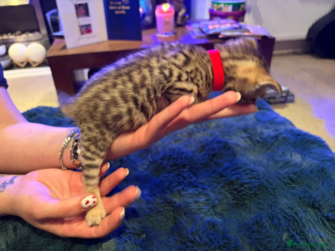 Bengal cats for sale: Snow Mink/Lynx & Brown Rosette/Marble Bengals in Worthing - Advert 6