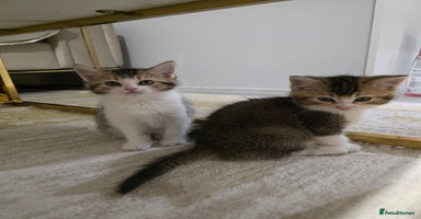 British Shorthair cats - Advert 16