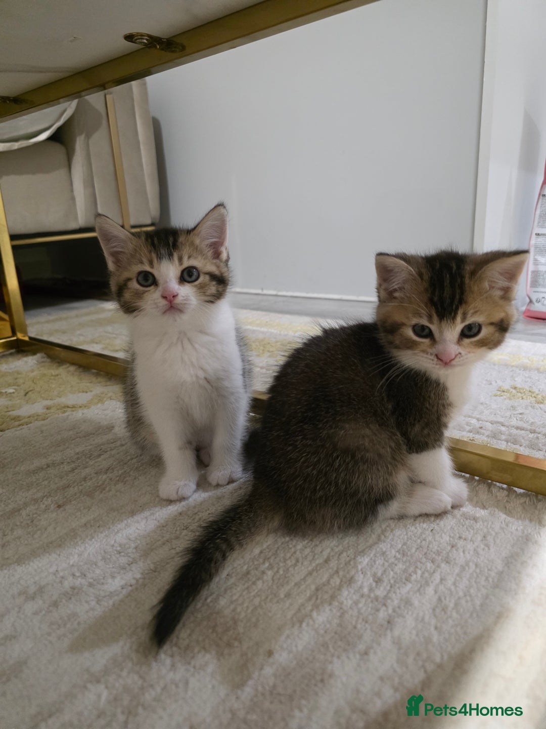 British Shorthair cats for sale: British short hiar - Image 3