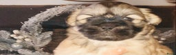 Shih Tzu dogs for sale: STUNNING BLACK MASK PUPS PLUS PARTI COLOUR  - Advert 5