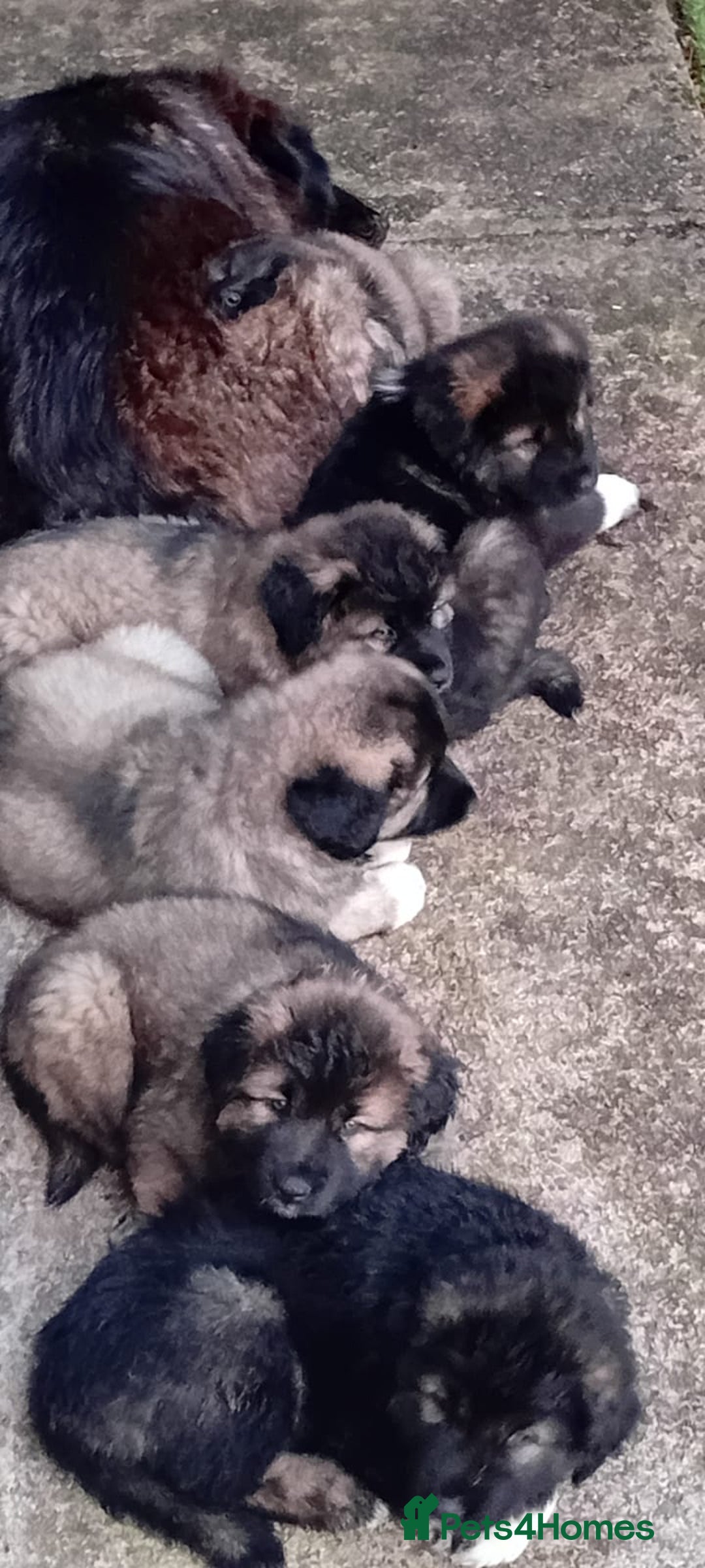 Caucasian Shepherd Dog dogs for sale: Caucasian shepherd puppies for sale - Advert 8