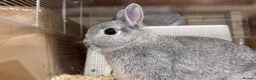 Netherland Dwarf rabbits for sale: 🐰 Chinchilla Netherland Dwarf Baby Boy - Advert 1